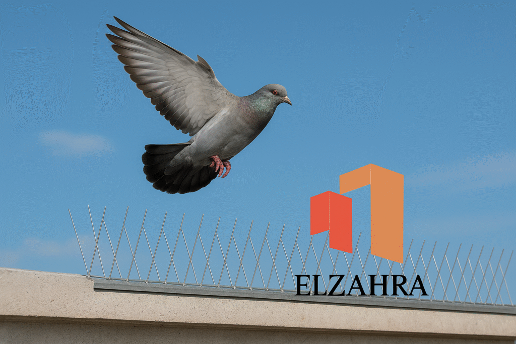 شركة طارد حمام بنجران تقوم بتركيب شَكّ طارد الحمام على سطح مبنى، مع ظهور حمامة تحلّق فوق المسامير المخصّصة لمنع وقوف الطيور وحماية الأسطح من الأوساخ والتلف.