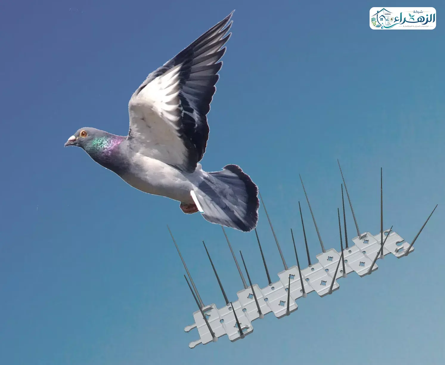 شركة تركيب طارد حمام بنجران | شركة الزهراء 0541914661