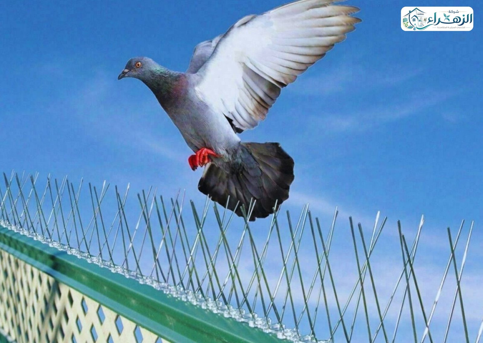 شركة تركيب طارد حمام بنجران | شركة الزهراء 0541914661